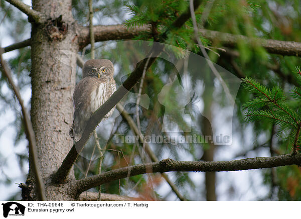 Eurasian pygmy owl / THA-09646