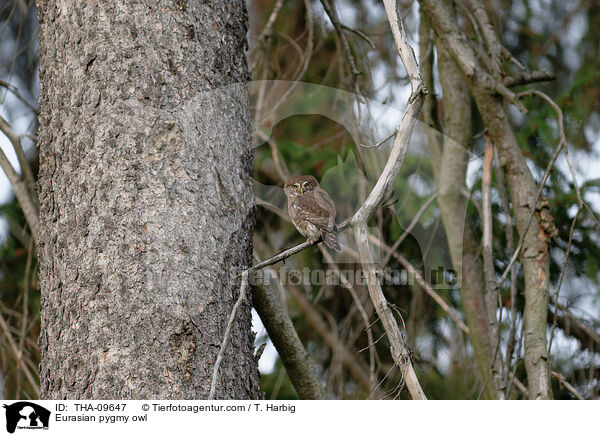 Eurasian pygmy owl / THA-09647