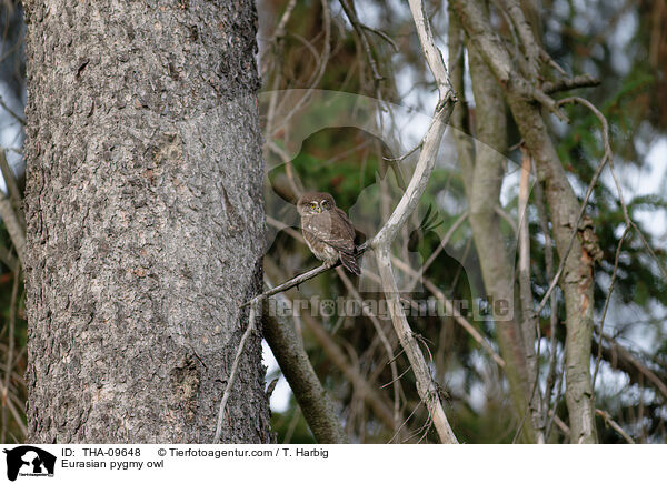 Eurasian pygmy owl / THA-09648