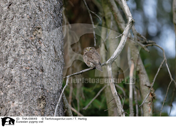 Eurasian pygmy owl / THA-09649