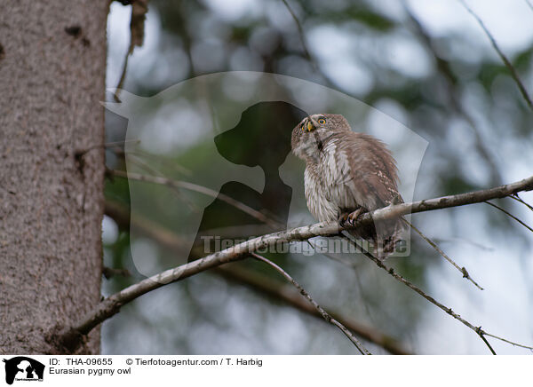 Eurasian pygmy owl / THA-09655