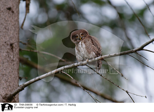 Eurasian pygmy owl / THA-09656