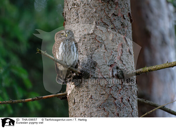 Eurasian pygmy owl / THA-09657