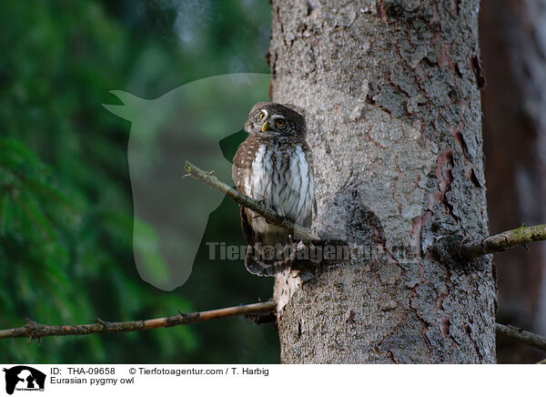 Eurasian pygmy owl / THA-09658