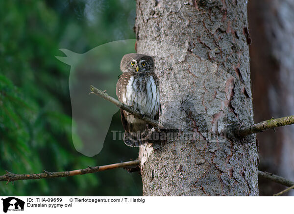 Eurasian pygmy owl / THA-09659