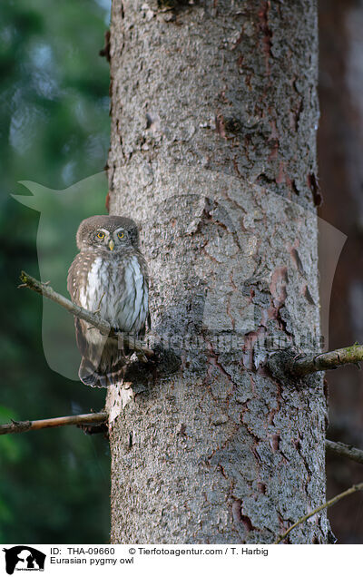 Eurasian pygmy owl / THA-09660