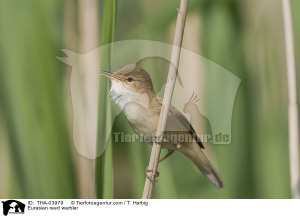 Eurasian reed warbler / THA-03979