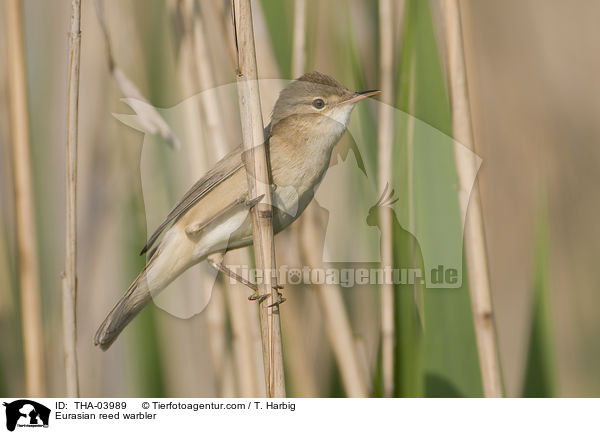 Eurasian reed warbler / THA-03989