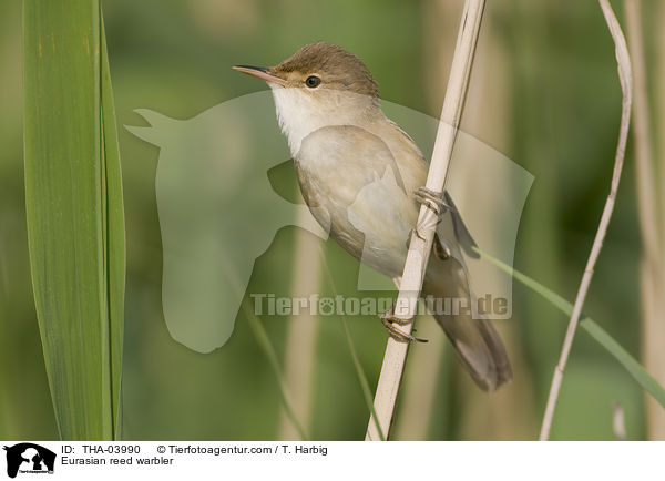 Eurasian reed warbler / THA-03990