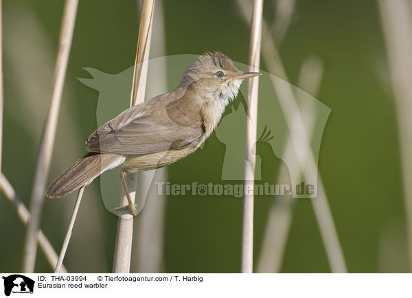 Eurasian reed warbler / THA-03994