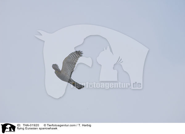 flying Eurasian sparrowhawk / THA-01920