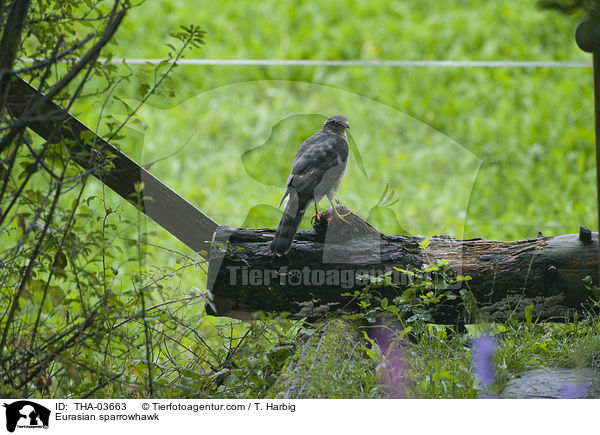 Eurasian sparrowhawk / THA-03663
