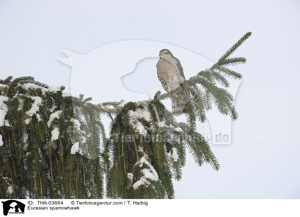 Eurasian sparrowhawk / THA-03664