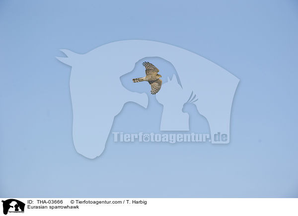 Eurasian sparrowhawk / THA-03666
