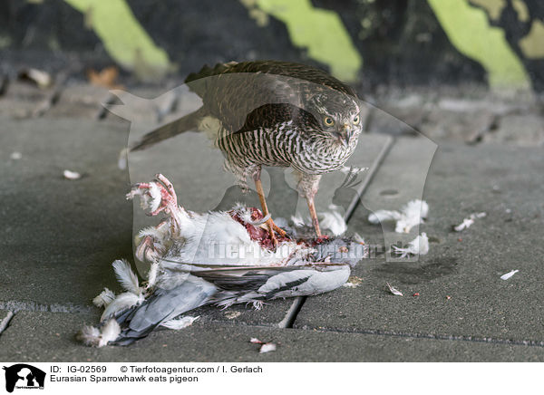Sperber frisst Taube / Eurasian Sparrowhawk eats pigeon / IG-02569