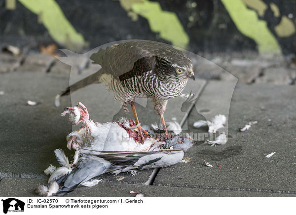 Eurasian Sparrowhawk eats pigeon / IG-02570