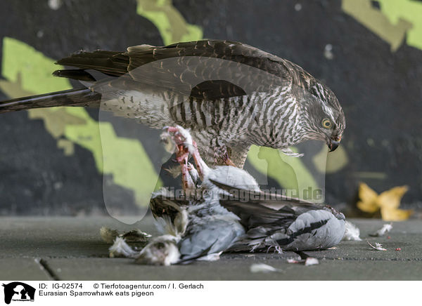 Sperber frisst Taube / Eurasian Sparrowhawk eats pigeon / IG-02574