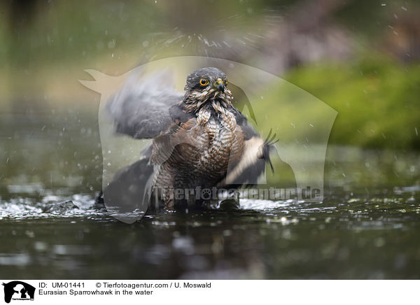 Sperber im Wasser / Eurasian Sparrowhawk in the water / UM-01441