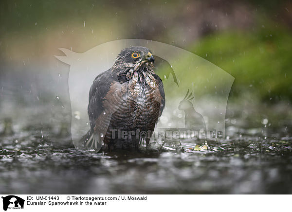 Sperber im Wasser / Eurasian Sparrowhawk in the water / UM-01443