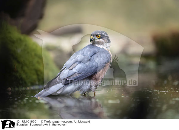 Sperber im Wasser / Eurasian Sparrowhawk in the water / UM-01690
