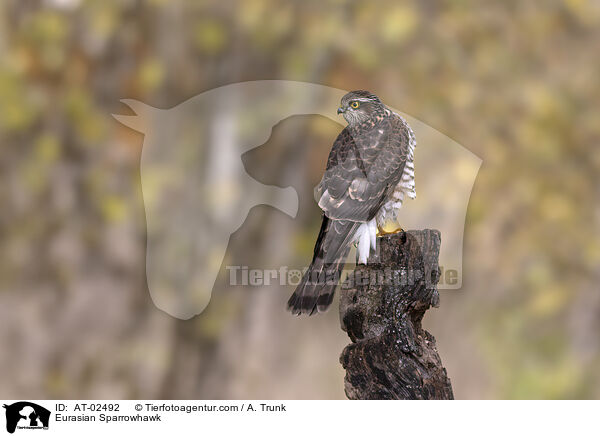 Sperber / Eurasian Sparrowhawk / AT-02492
