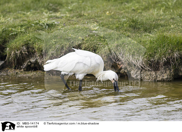 white spoonbill / MBS-14174