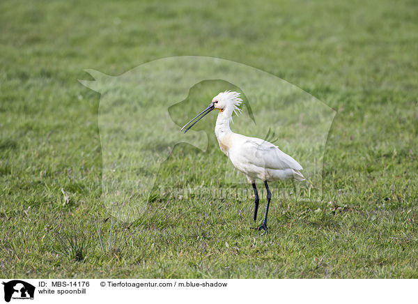 white spoonbill / MBS-14176