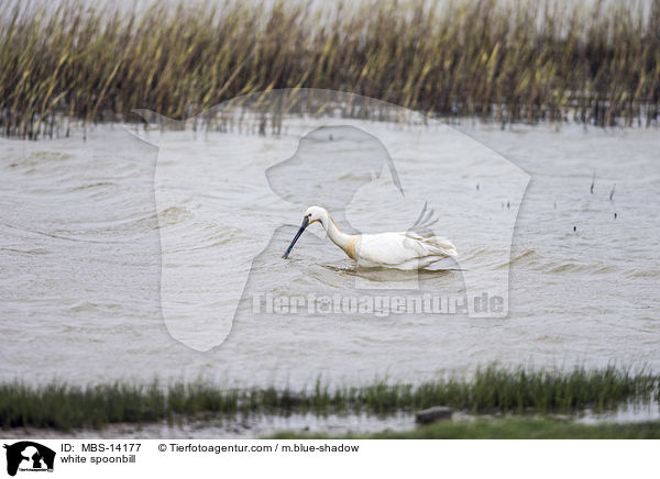 white spoonbill / MBS-14177