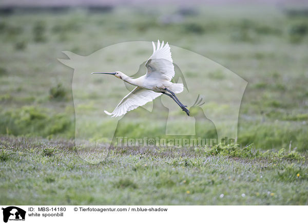 white spoonbill / MBS-14180