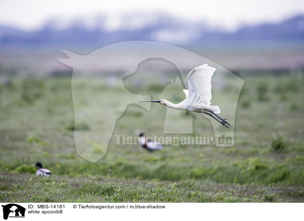 white spoonbill / MBS-14181