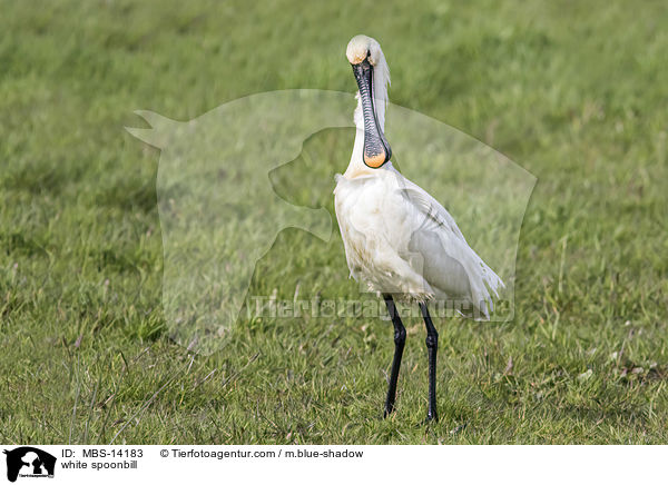 white spoonbill / MBS-14183