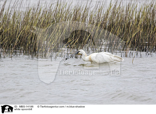 white spoonbill / MBS-14186