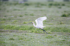 white spoonbill