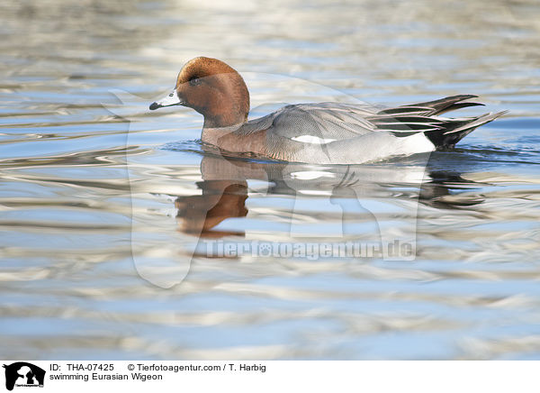 schwimmende Pfeifente / swimming Eurasian Wigeon / THA-07425