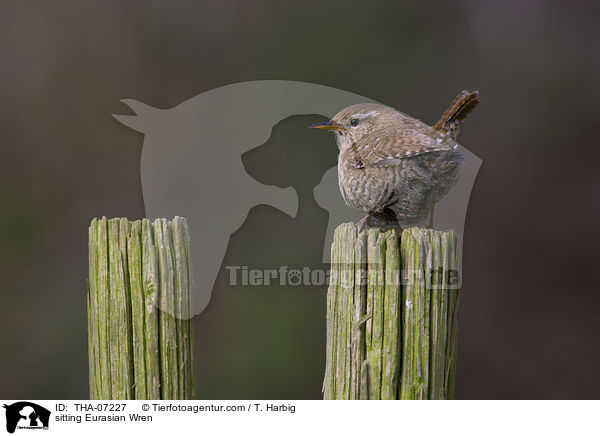sitting Eurasian Wren / THA-07227