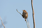 winter wren