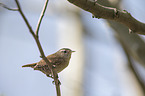 winter wren