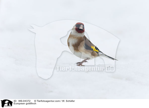 European goldfinch / WS-04372