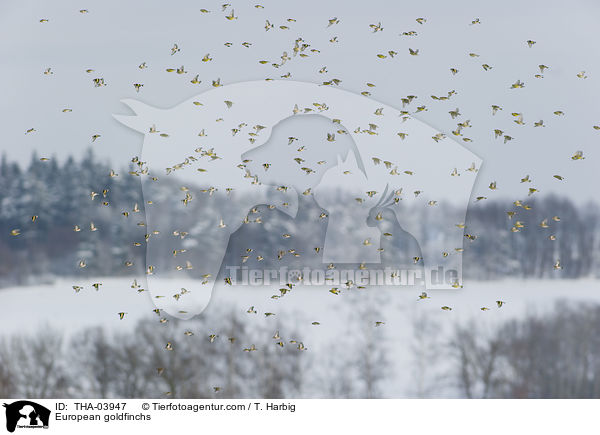 European goldfinchs / THA-03947