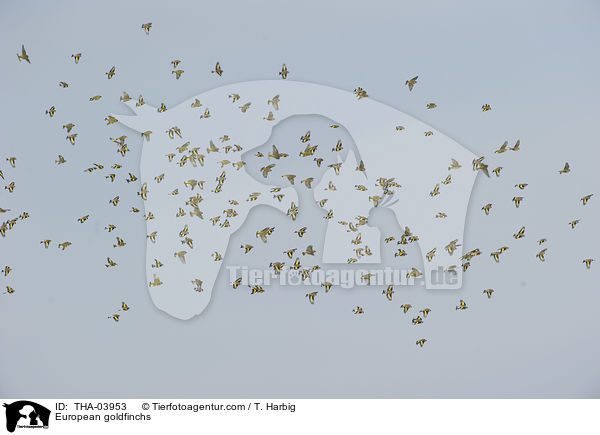 European goldfinchs / THA-03953