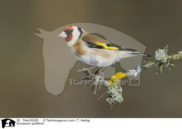 European goldfinch / THA-05295