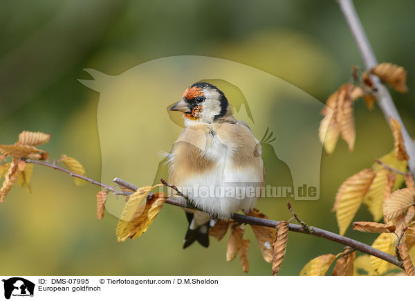 European goldfinch / DMS-07995