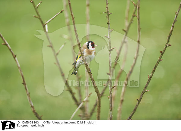 European goldfinch / DMS-08303