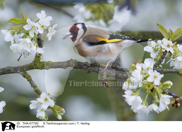 European goldfinch / THA-07790