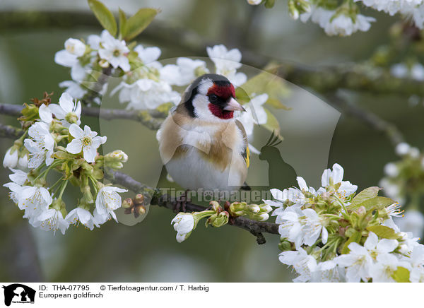 European goldfinch / THA-07795