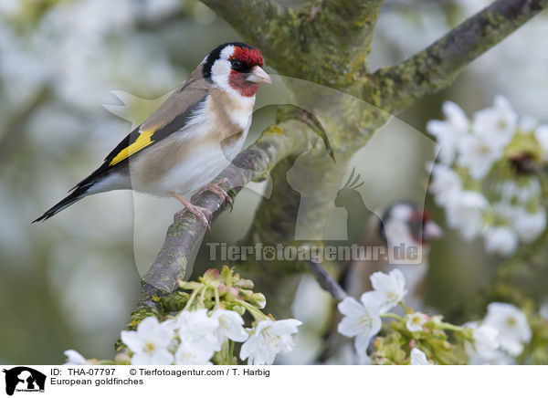 European goldfinches / THA-07797