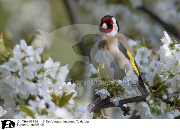 European goldfinch / THA-07799
