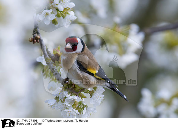 European goldfinch / THA-07808