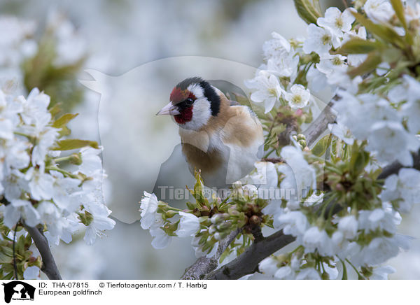 European goldfinch / THA-07815