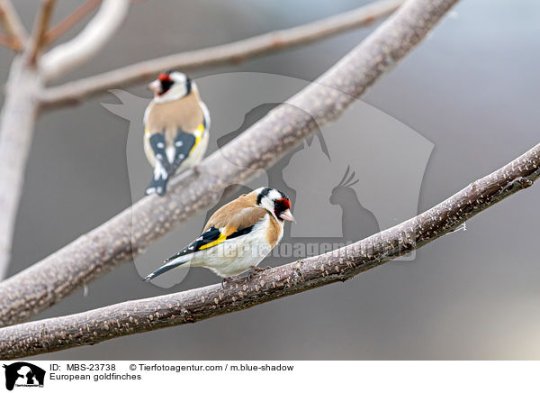European goldfinches / MBS-23738